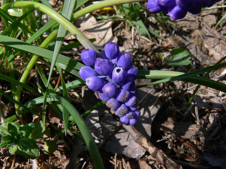 Muscari botryoides / Muscari azzurro