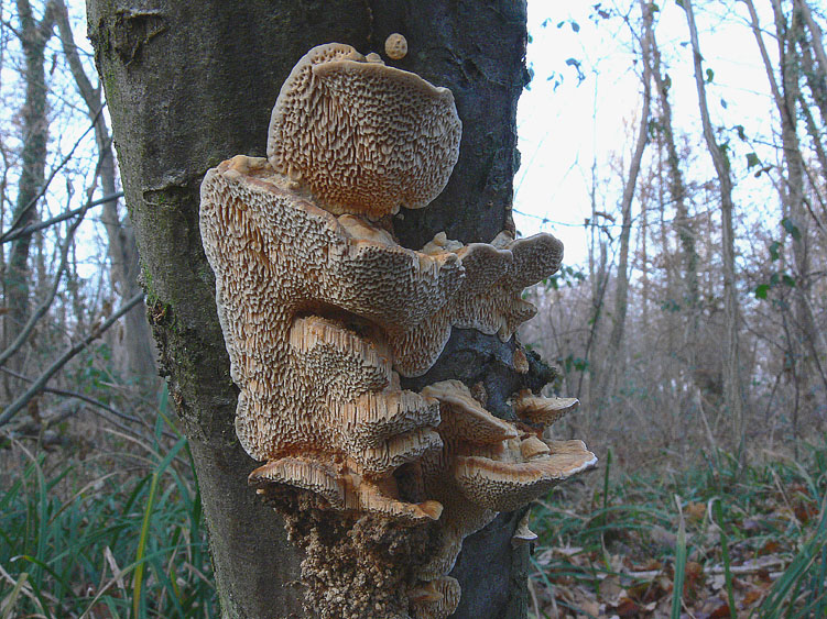 Da determinare (Datronia mollis)