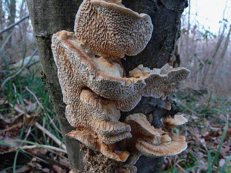 Da determinare (Datronia mollis)