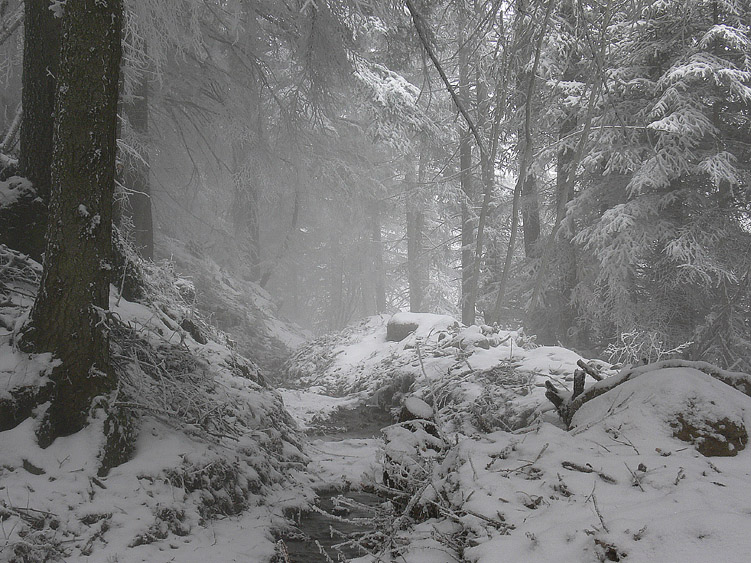 Neve e Aphyllophorales........