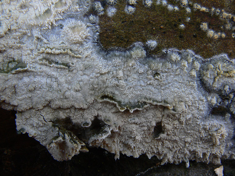 Hyphoderma setigerum (Fr.) Donk