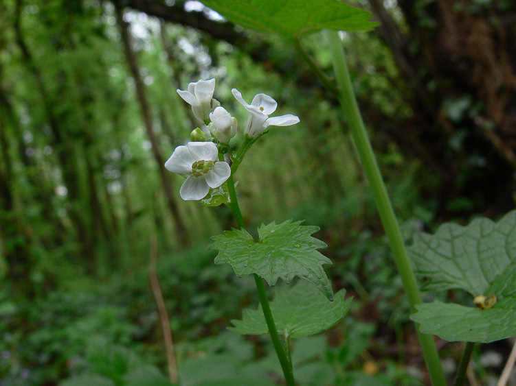 Alliaria petiolata