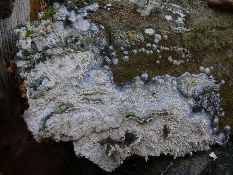 Hyphoderma setigerum (Fr.) Donk