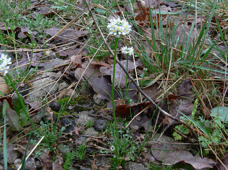 Teesdalia nudicaulis / Teesdalia a fusto nudo
