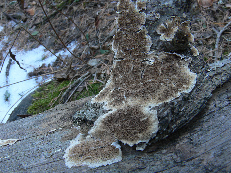 Neve e Aphyllophorales........