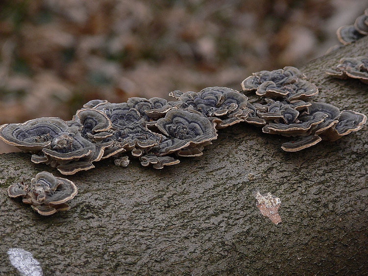 L''eleganza dei Trametes versicolor