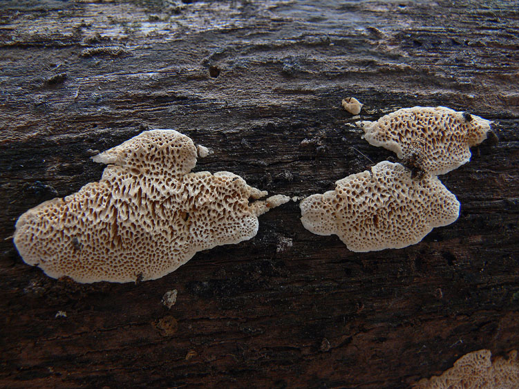 Polyporaceae da determinare (Datronia mollis)