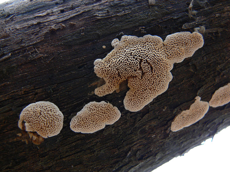 Polyporaceae da determinare (Datronia mollis)