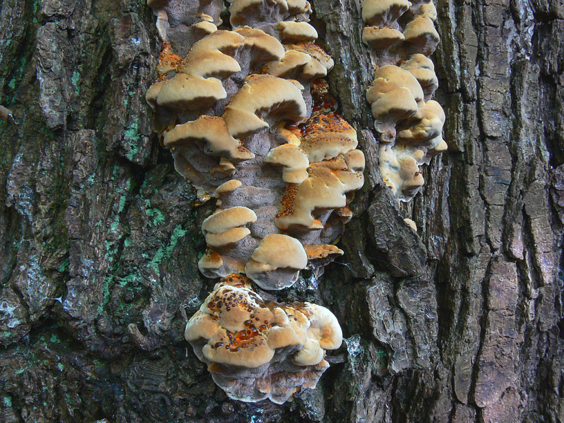 Inonotus da determinare - (Inonotus radiatus)