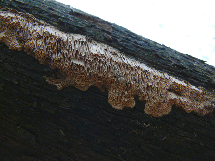 Polyporaceae da determinare (Datronia mollis)