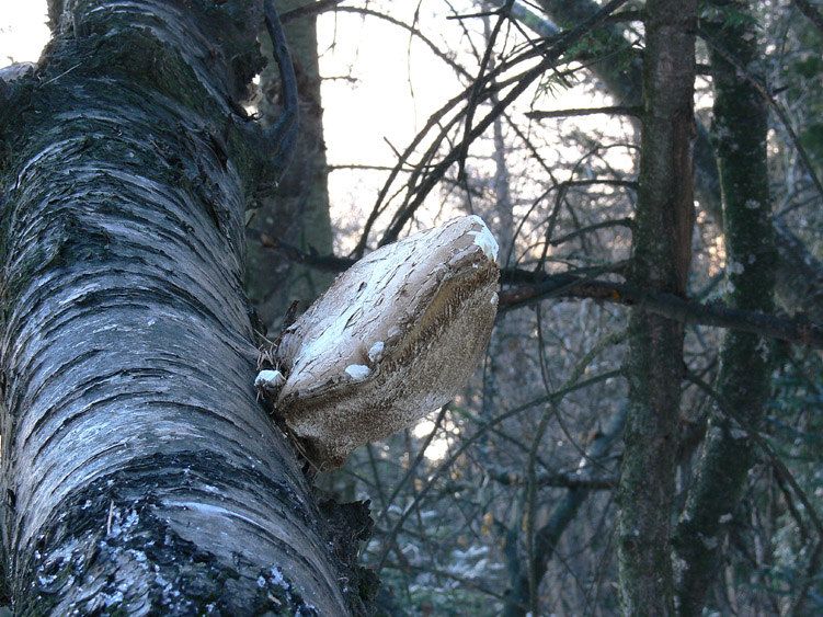 Neve e Aphyllophorales........