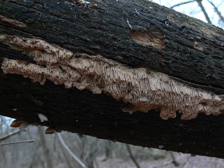 Polyporaceae da determinare (Datronia mollis)