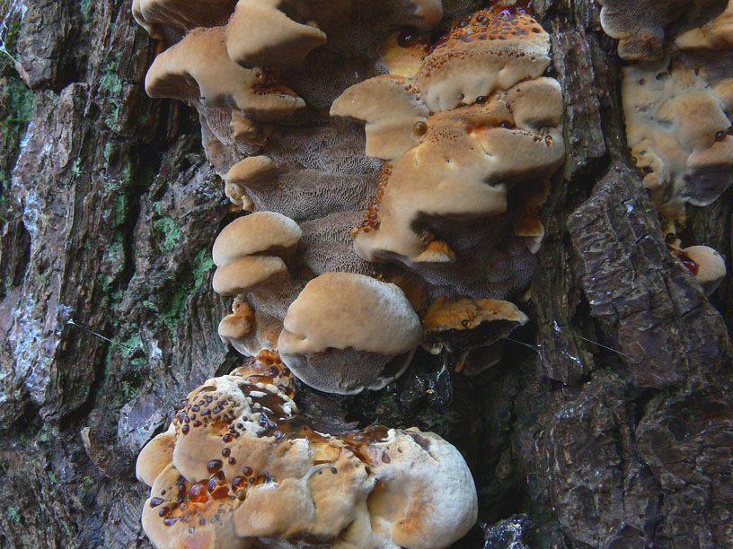 Inonotus da determinare - (Inonotus radiatus)