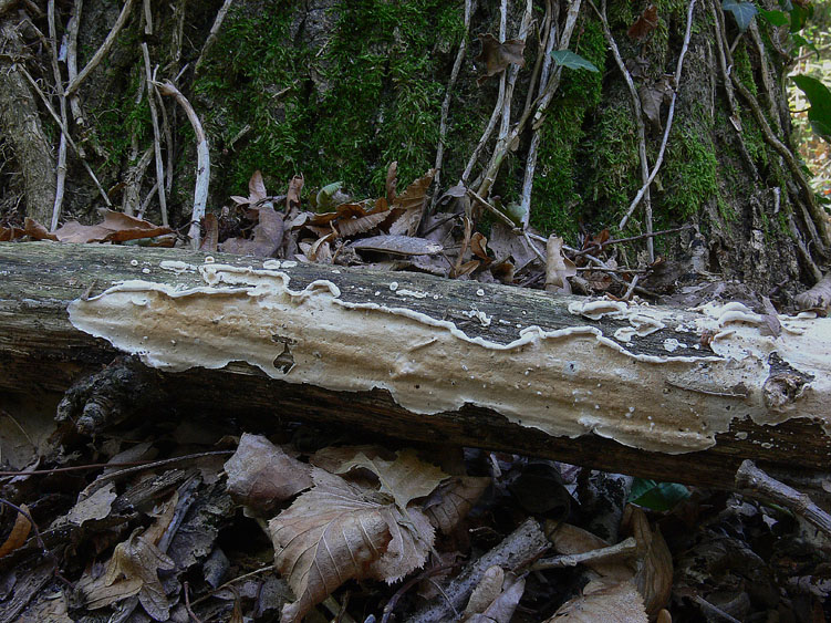 Corticioide da determinare - (Meruliopsis corium)