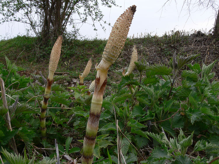 Equisetum telmateia