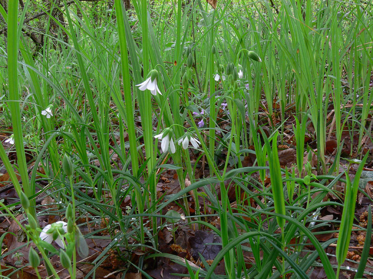 Rabelera holostea (=Stellaria holostea) / Centocchio garofanina