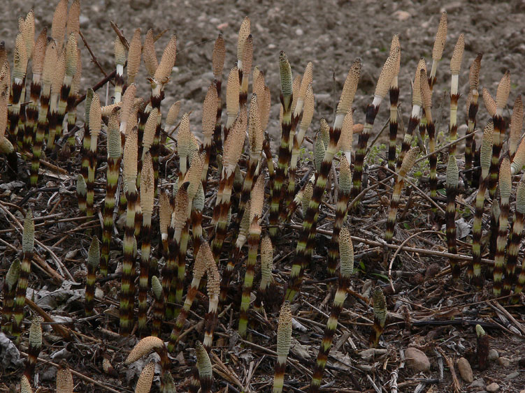 Equisetum telmateia