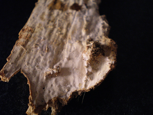 Da determinare (Phanerochaete leprosa)