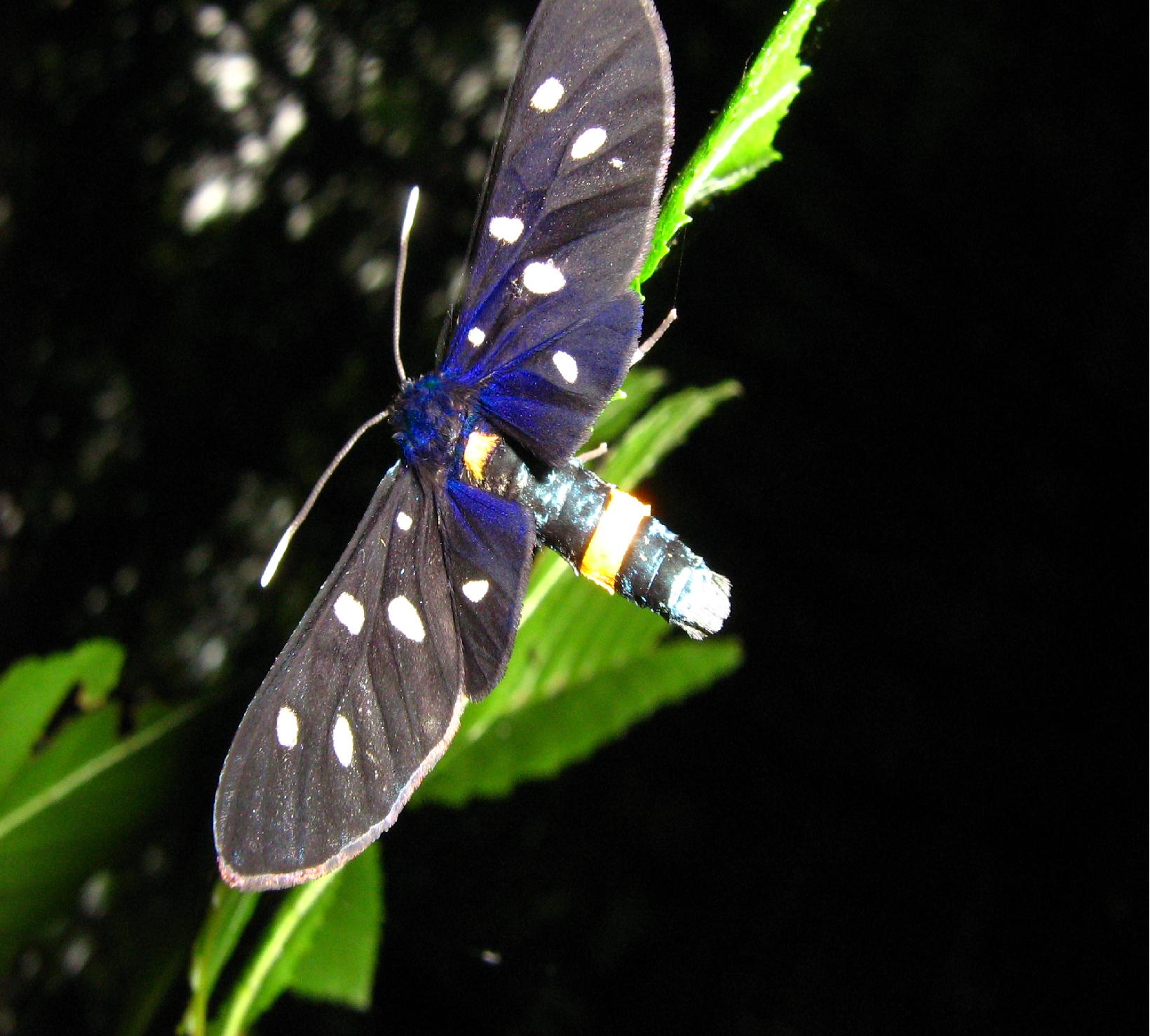 Amata phegea