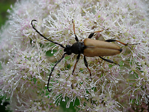 Stictoleptura rubra (Cerambycidae,  Lepturinae)