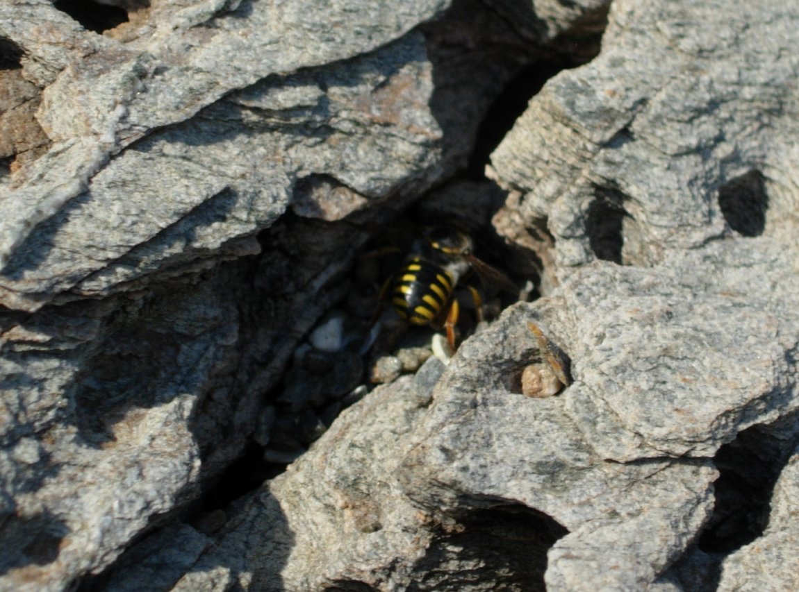 Apidae Megachilinae