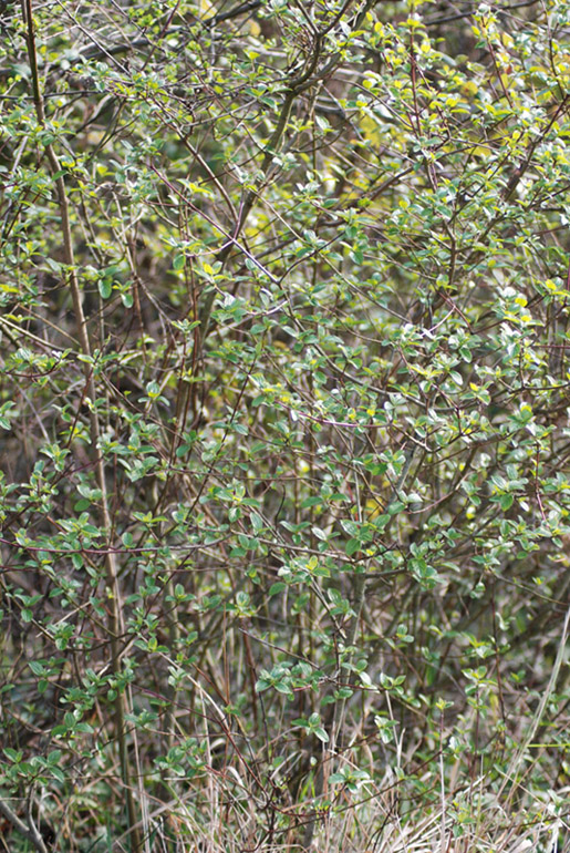 Arbusti da determinare: Cistus, Cornus, Crataegus