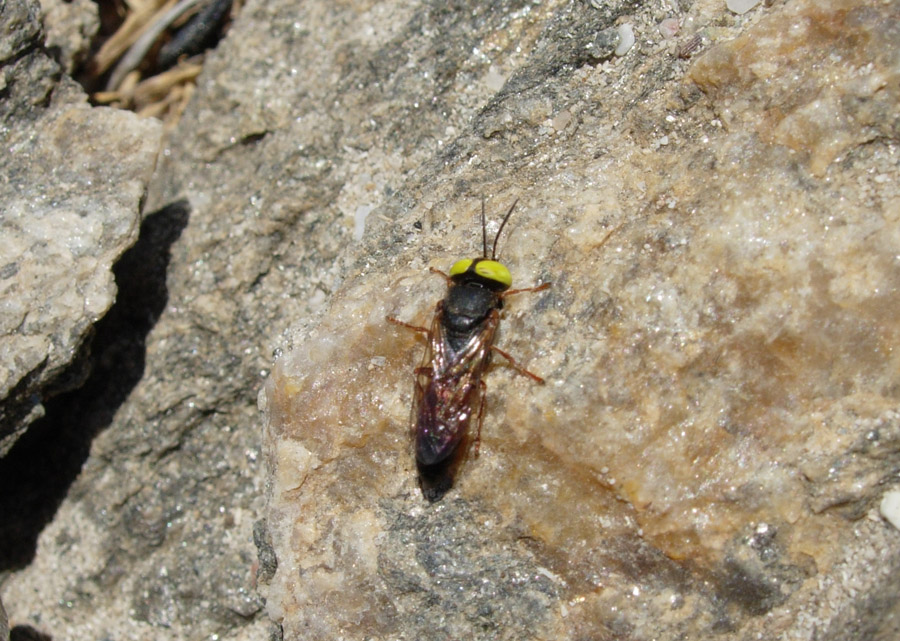 Dittero con occhi gialli? No, Imenottero CRabronidae: Tachysphex sp o Tachytes sp.