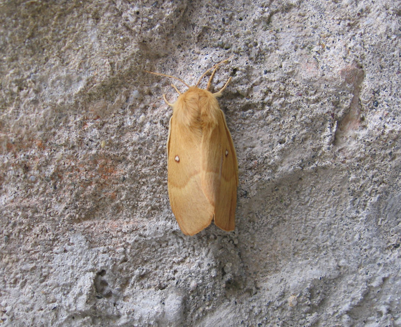 Lasiocampa quercus