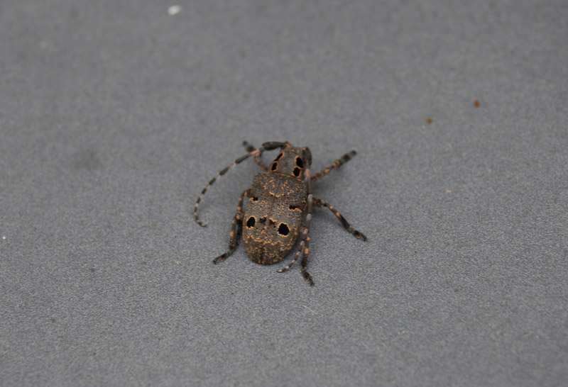 Mesosa curculionoides! (Cerambycidae)