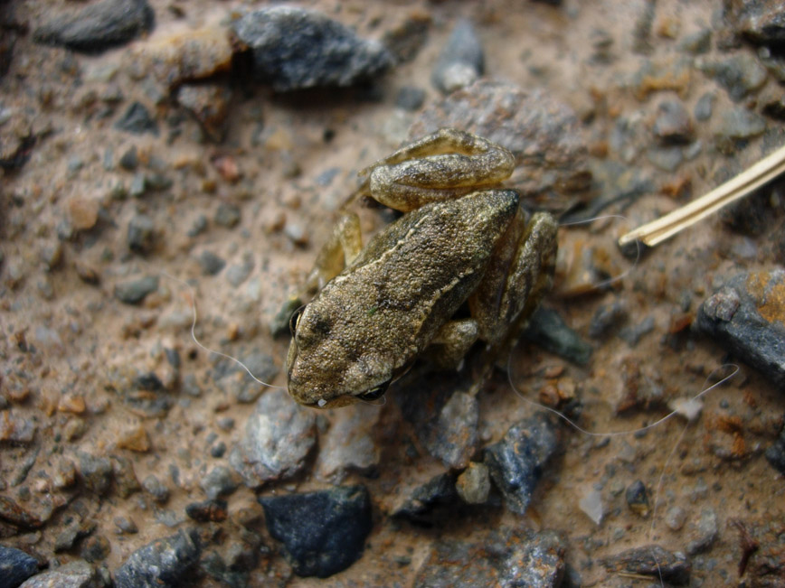 Rane - esculenta e dalmatina? Pelophylax sp. e R. temporaria