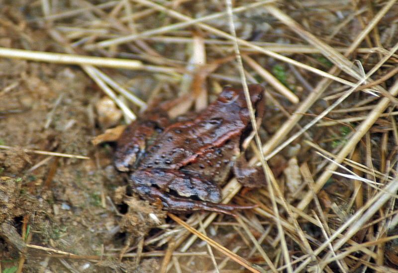 Rane - esculenta e dalmatina? Pelophylax sp. e R. temporaria