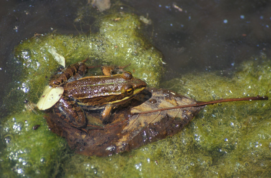 Rane - esculenta e dalmatina? Pelophylax sp. e R. temporaria
