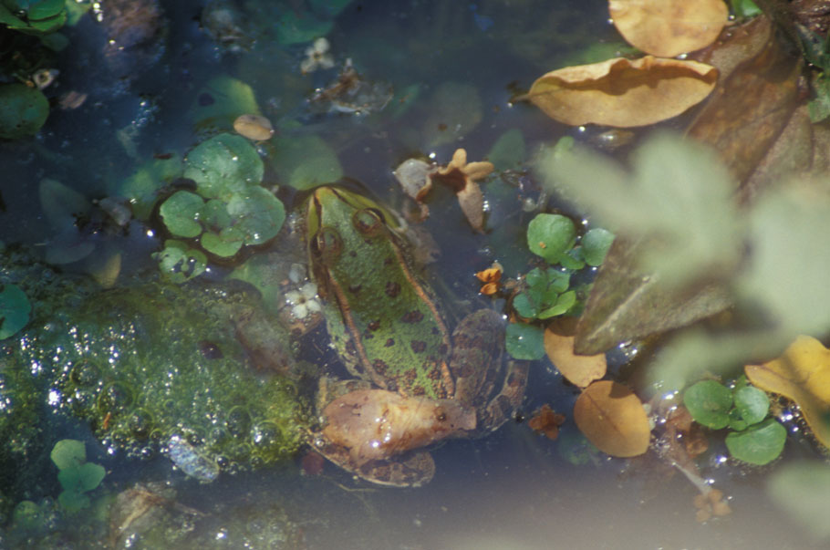 Rane - esculenta e dalmatina? Pelophylax sp. e R. temporaria