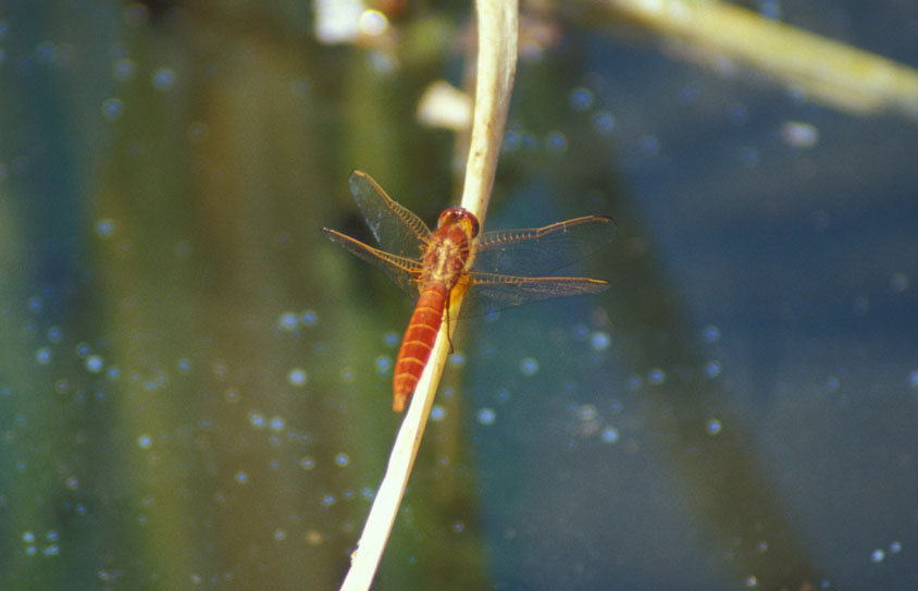 Crocothemis erythraea