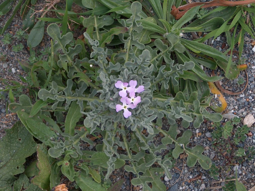 Pianta calabrese da determinare: Matthiola tricuspidata