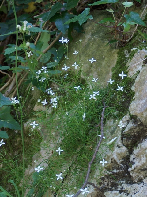 Altra piantina calabrese.- Moehringia muscosa