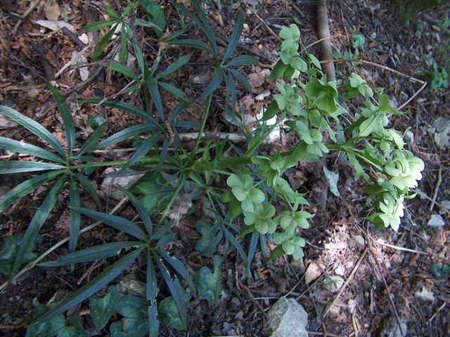 Helleborus foetidus / Elleboro puzzolente