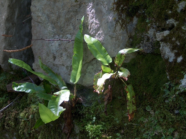 Phyllitis scolopendrium