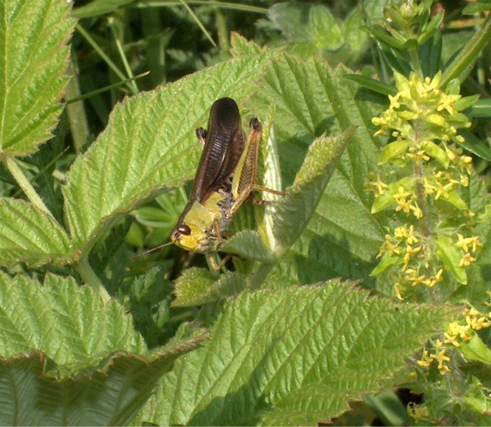 Stauroderus scalaris (Orthoptera, Acrididae)