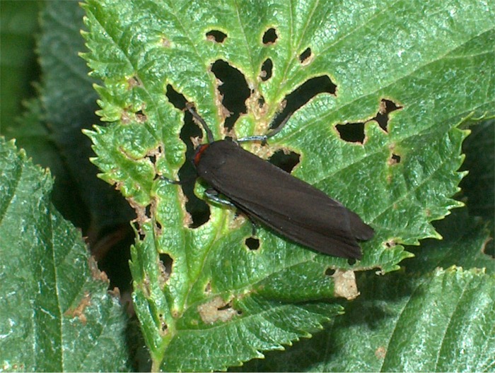 Atolmis rubricollis (Lepidoptera, Arctiidae)