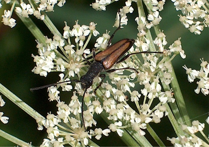 Cerambycidae: Anastrangalia e Paracorymbia