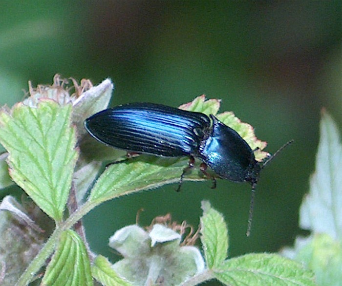 Elateridae