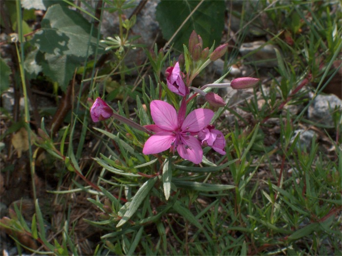 Chamaenerion fleischeri (ex Epilobium fleischeri) / Epilobio di Fleischer