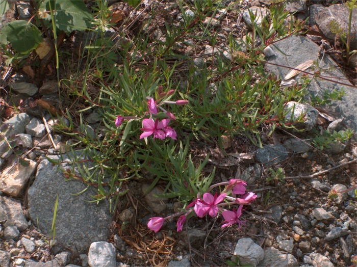 Chamaenerion fleischeri (ex Epilobium fleischeri) / Epilobio di Fleischer