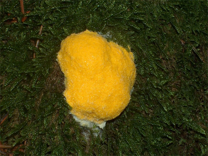 Fungo spugnoso