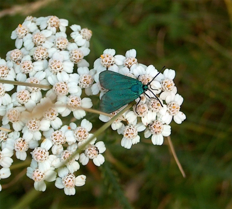 Insetti della Val Venina