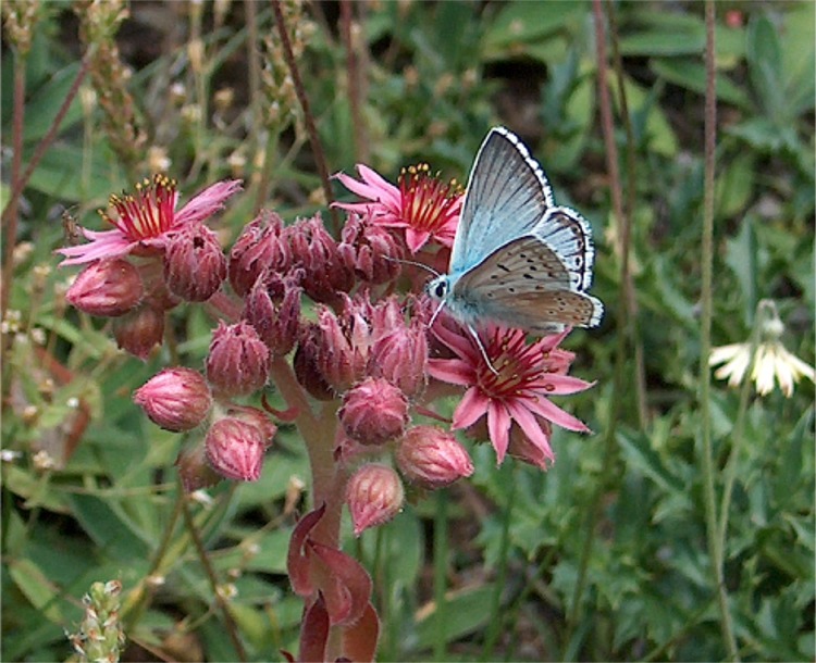 Insetti della Val Venina