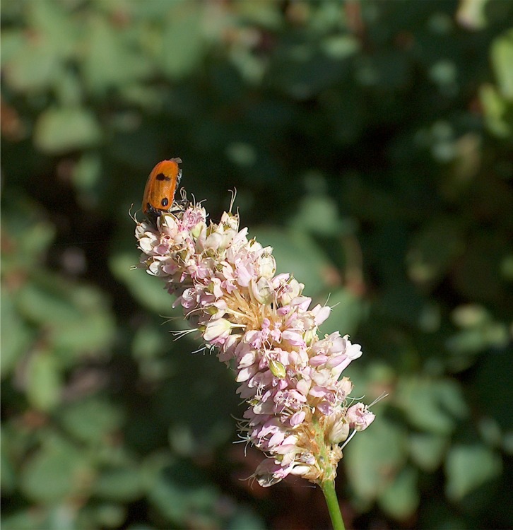 Insetti della Val Venina