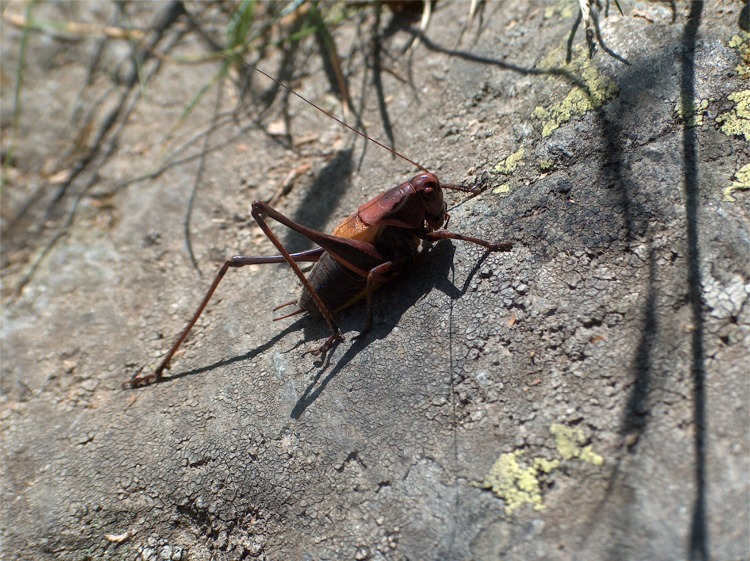 Ortotteri delle Orobie valtellinesi (Sondrio)