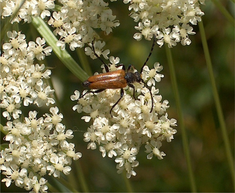 Insetti della Val Venina